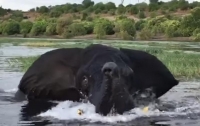 Нападение слона на лодку во время сафари попало на видео