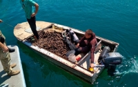 В Одессе у рыбаков изъяли 850 кг мидий и лодку