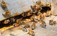 В Одесской области мужчина 12 лет воровал пчел у своего соседа 