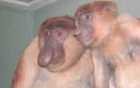  В США ученые создали обезьян-мутантов
