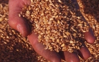 Рынок экспорта зерна ждет передел