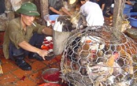 Вьетнамцы едят животных, находящихся на гране исчезновения