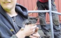 В Швеции операция по спасению котенка продолжалась двое суток