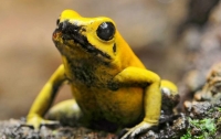 Ученые раскрыли тайну устойчивости ядовитых лягушек к собственному токсину