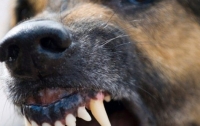 Собаки загрызли 24-летнего парня в Донецкой области