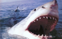 За прошлый год в мире зарегистрировали 75 случаев нападений акул