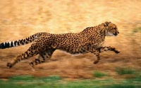Антилопа и гепард «порвали» Интернет (ВИДЕО)
