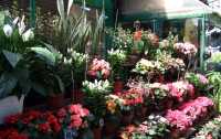 На украинском рынке 60-90% цветов – импортные