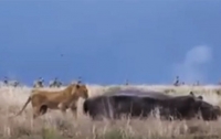 Гиппопотам едва не откусил голову львице (видео)