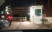 В Риме кабаны пытались прорваться в госучреждение