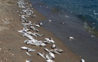 В Азовском море вновь гибнет рыба: потери исчисляются десятками тонн