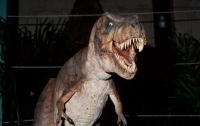 В США обнаружили беременного тираннозавра возрастом более 60 миллионов лет