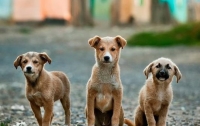 В Южной Корее закрыли самую большую в стране бойню собак