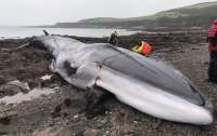 На морском побережье Англии нашли 18-метрового кита