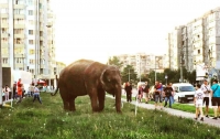 В Ивано-Франковске видели слона, пасущегося на газоне