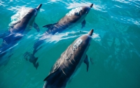 В Крыму на берег выбросило десятки мертвых осетров и дельфинов