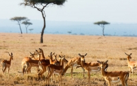 ООН: К 2100 году в Африке вымрет половина видов животных