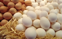 Производство яиц рухнуло в Украине перед Пасхой