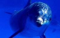 Гражданами Украины смогут стать дельфины