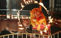 В Черниговской области львица напала на человека и сбежала из цирка