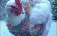 Общипанных куриц одели в свитера