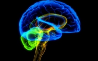 Ученые выяснили, как долго живет мозг после смерти