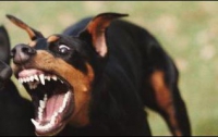 В Мариуполе агрессивные собаки атакуют взрослых и детей 