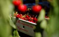 Мелитопольская черешня не попадет в продажу: оккупанты забирают у фермеров весь урожай