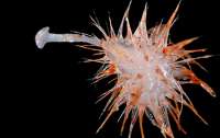 В глубинах океана нашли неизвестные науке организмы