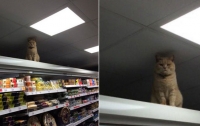 Кот из британского супермаркета стал новым героем соцсетей