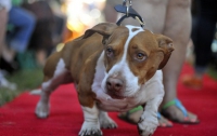 Американцы выбрали самую страшную собаку (ВИДЕО)