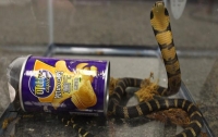 Таможенники США задержали мужчину за контрабанду ядовитых змей в коробках из-под чипсов