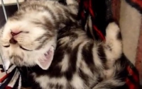Крошечный котенок спит в уникальной позе (ВИДЕО)