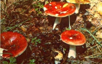 В Киеве грибами отравились 16 человек