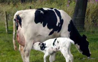 Закарпатские коровы массово инфицированы палочкой Коха, - эксперт