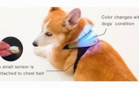 Изобретен гаджет для чтения мыслей собак