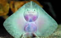 Маленькие улыбающиеся скаты поразили посетителей аквариума (ФОТО)