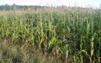 Парень без помощи техники украл тонну кукурузы