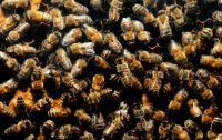 Пять тысяч пчел облюбовали офис шведской компании