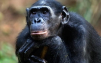 Шимпанзе в зоопарке подсела на порнофильмы