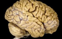 Ученые нашли средство, предотвращающее старение мозга