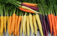 Морковь помогает предотвратить рост раковых клеток
