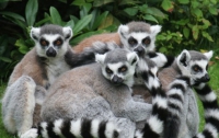 Лемуры эротично едят клубнику со сливками (ВИДЕО)