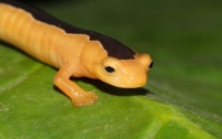 Ученые обнаружили считавшуюся вымершей саламандру