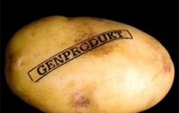 Первый ГМО-картофель вскоре войдет в рацион европейцев 