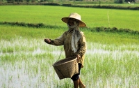 Япония ввела запрет на продажу риса 