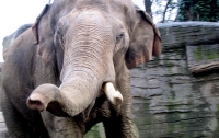 В Индии туриста затоптал слон