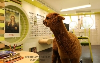 Во Франции альпака сбежала от хозяина в магазин оптики на полчаса