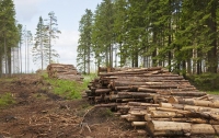 Порошенко ужесточил наказание за нелегальную вырубку леса