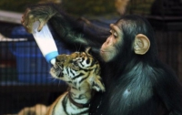 Шимпанзе стал папашей для десятка тигрят (ФОТО)